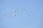 Filename=Twite-LBC.jpg
Filesize=21KiB
Dimensions=700x467
Date added=Dec 01, 2009 Twite-LBC.jpg