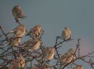 Filename=Twite.jpg
Filesize=48KiB
Dimensions=577x424
Date added=Nov 29, 2006 Twite.jpg