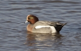 Filename=WN11132010__(18).jpg
Filesize=76KiB
Dimensions=700x435
Date added=Mar 27, 2011 WN11132010__(18).jpg