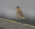 Wheatear-1.jpg