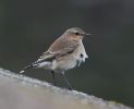 Wheatear-2.jpg