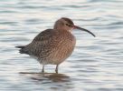 Whimbrel 2.jpg