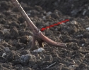Filename=White_Stork.jpg
Filesize=88KiB
Dimensions=507x402
Date added=Oct 23, 2011 White_Stork.jpg
