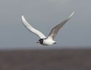 Filename=a5.jpg
Filesize=17KiB
Dimensions=700x542
Date added=Mar 01, 2006 a5.jpg