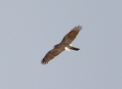 Filename=accip.jpg
Filesize=79KiB
Dimensions=700x512
Date added=Apr 22, 2011 accip.jpg