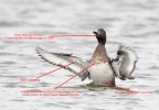 Filename=annotated_duck_lbc.jpg
Filesize=88KiB
Dimensions=700x483
Date added=Oct 11, 2011 annotated_duck_lbc.jpg