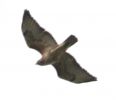 Filename=but11.jpg
Filesize=16KiB
Dimensions=696x600
Date added=Apr 10, 2005 but11.jpg