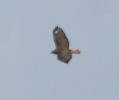 Filename=but4.jpg
Filesize=19KiB
Dimensions=336x281
Date added=Apr 10, 2005 but4.jpg