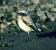 desert_wheatear.jpg