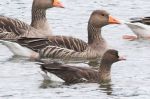 Filename=goose.jpg
Filesize=61KiB
Dimensions=700x465
Date added=Oct 02, 2005 goose.jpg