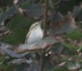 Filename=greenish2.jpg
Filesize=17KiB
Dimensions=339x291
Date added=Sep 11, 2005 greenish2.jpg