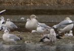 Filename=gull-1.jpg
Filesize=73KiB
Dimensions=656x449
Date added=Oct 28, 2009 gull-1.jpg