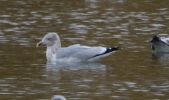Filename=gull-2.jpg
Filesize=50KiB
Dimensions=582x344
Date added=Oct 28, 2009 gull-2.jpg