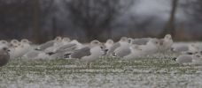 Filename=gull.jpg
Filesize=66KiB
Dimensions=700x307
Date added=Feb 08, 2011 gull.jpg