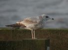 Filename=gull3~0.jpg
Filesize=38KiB
Dimensions=667x486
Date added=Jan 13, 2006 gull3~0.jpg