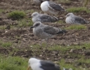 Filename=gull_a.jpg
Filesize=95KiB
Dimensions=697x543
Date added=Jul 09, 2012 gull_a.jpg