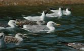 Filename=gull_a2.jpg
Filesize=43KiB
Dimensions=700x422
Date added=Jul 19, 2006 gull_a2.jpg