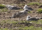 Filename=gull_b.jpg
Filesize=101KiB
Dimensions=676x494
Date added=Jul 09, 2012 gull_b.jpg