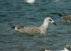 Filename=gull_b2.jpg
Filesize=33KiB
Dimensions=700x502
Date added=Jul 19, 2006 gull_b2.jpg