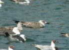 Filename=gull_c.jpg
Filesize=49KiB
Dimensions=700x506
Date added=Jul 19, 2006 gull_c.jpg
