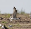 Filename=gull_c~0.jpg
Filesize=80KiB
Dimensions=700x656
Date added=Jul 09, 2012 gull_c~0.jpg