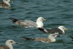 Filename=gull_d2.jpg
Filesize=49KiB
Dimensions=700x467
Date added=Jul 19, 2006 gull_d2.jpg