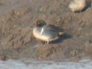 Filename=gwt3.jpg
Filesize=41KiB
Dimensions=378x281
Date added=Jan 22, 2006 gwt3.jpg