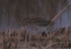 Filename=js1.jpg
Filesize=30KiB
Dimensions=700x477
Date added=Mar 26, 2005 js1.jpg