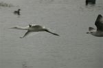 kirkby-spoonbill-web-LBC1.jpg