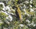 Filename=oriole_2.jpg
Filesize=90KiB
Dimensions=426x347
Date added=May 25, 2012 oriole_2.jpg