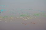 Filename=pink_spots.jpg
Filesize=23KiB
Dimensions=700x466
Date added=Oct 05, 2006 pink_spots.jpg