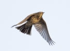 Filename=pipit.jpg
Filesize=74KiB
Dimensions=700x512
Date added=Nov 10, 2013 pipit.jpg