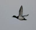 Filename=scaup2.jpg
Filesize=23KiB
Dimensions=700x571
Date added=Mar 10, 2005 scaup2.jpg