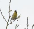 Filename=siskin.jpg
Filesize=34KiB
Dimensions=700x585
Date added=Apr 16, 2005 siskin.jpg