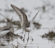 Filename=stint2.jpg
Filesize=84KiB
Dimensions=700x617
Date added=Feb 02, 2012 stint2.jpg
