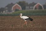 Filename=stork-house.jpg
Filesize=31KiB
Dimensions=700x472
Date added=Oct 12, 2005 stork-house.jpg