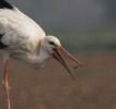 Filename=stork1.jpg
Filesize=27KiB
Dimensions=640x600
Date added=Oct 12, 2005 stork1.jpg