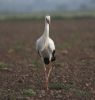 Filename=stork4.jpg
Filesize=36KiB
Dimensions=572x600
Date added=Oct 12, 2005 stork4.jpg