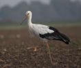 Filename=stork6.jpg
Filesize=38KiB
Dimensions=700x591
Date added=Oct 12, 2005 stork6.jpg