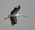Filename=stork7.jpg
Filesize=17KiB
Dimensions=700x589
Date added=Oct 12, 2005 stork7.jpg