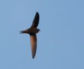 Filename=swift.jpg
Filesize=24KiB
Dimensions=700x571
Date added=Apr 27, 2005 swift.jpg