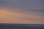 Filename=terns_1.jpg
Filesize=36KiB
Dimensions=700x466
Date added=Aug 27, 2006 terns_1.jpg