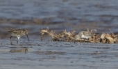 Filename=wader.jpg
Filesize=79KiB
Dimensions=700x410
Date added=Oct 03, 2011 wader.jpg