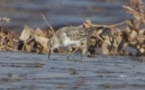 Filename=wader_2.jpg
Filesize=47KiB
Dimensions=396x244
Date added=Oct 03, 2011 wader_2.jpg