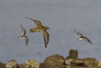 Filename=wader_3.jpg
Filesize=76KiB
Dimensions=700x470
Date added=Oct 03, 2011 wader_3.jpg