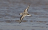 Filename=wader_4.jpg
Filesize=73KiB
Dimensions=593x372
Date added=Oct 03, 2011 wader_4.jpg