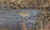 Filename=wader_5.jpg
Filesize=91KiB
Dimensions=663x405
Date added=Oct 03, 2011 wader_5.jpg
