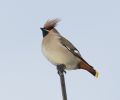 Filename=wax_lbc.jpg
Filesize=74KiB
Dimensions=700x579
Date added=Dec 10, 2010 wax_lbc.jpg