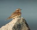 Filename=whinchat.jpg
Filesize=38KiB
Dimensions=700x557
Date added=Sep 21, 2006 whinchat.jpg
