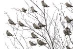 Filename=wings.jpg
Filesize=99KiB
Dimensions=700x467
Date added=Jan 14, 2011 wings.jpg